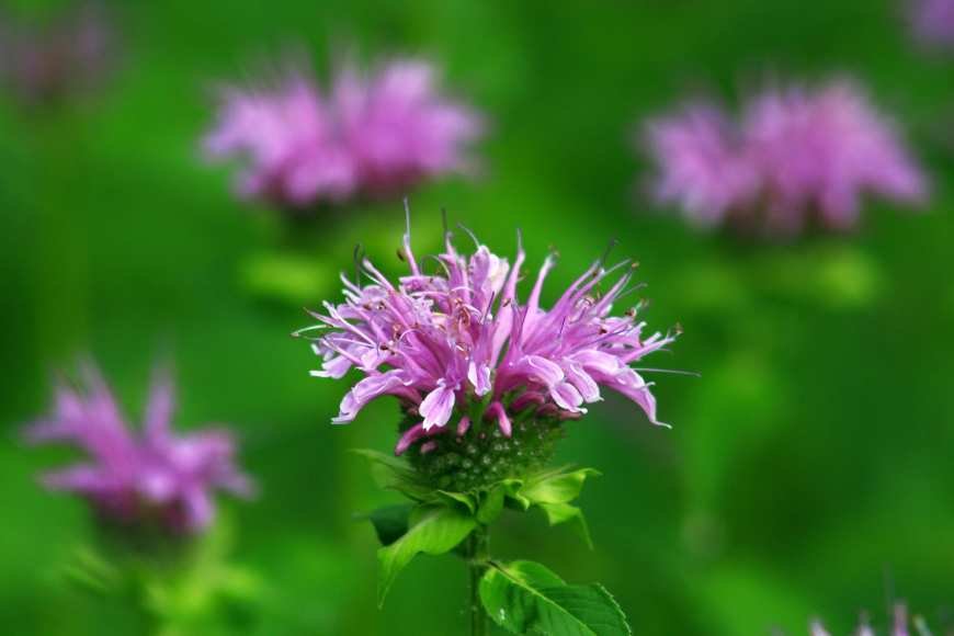 A single purple bee balm flower in focus in the foreground