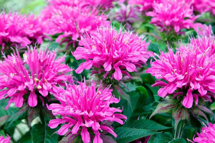 Bee balm in a garden