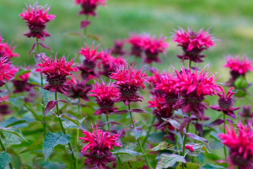 Bee balm in bloom