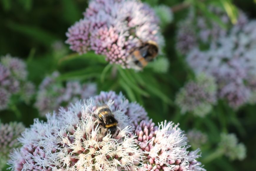 Bees on Joe-Pye weed