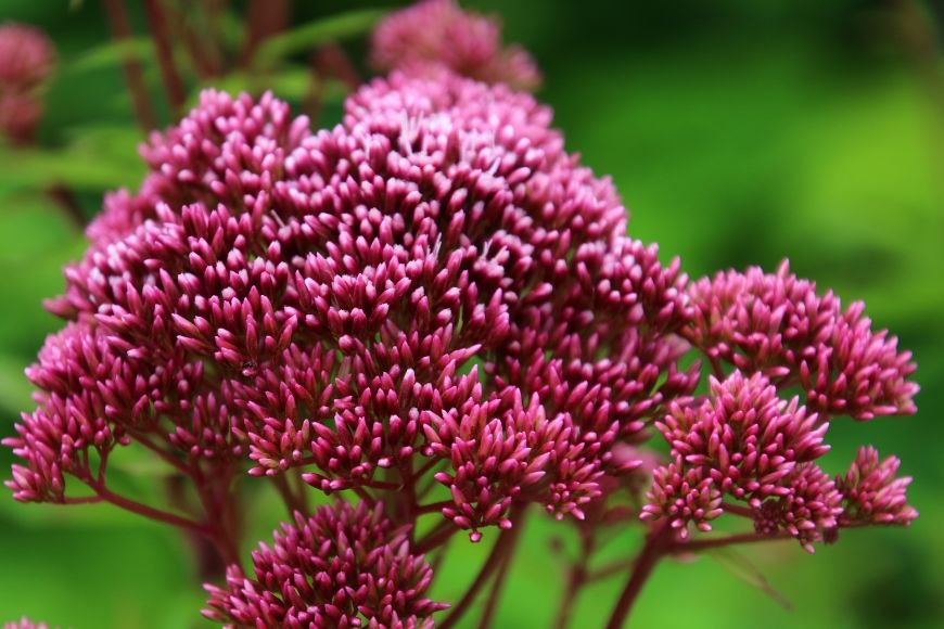 Joe-Pye Weed close up