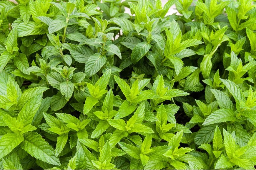 Mint leaves, ready to harvest