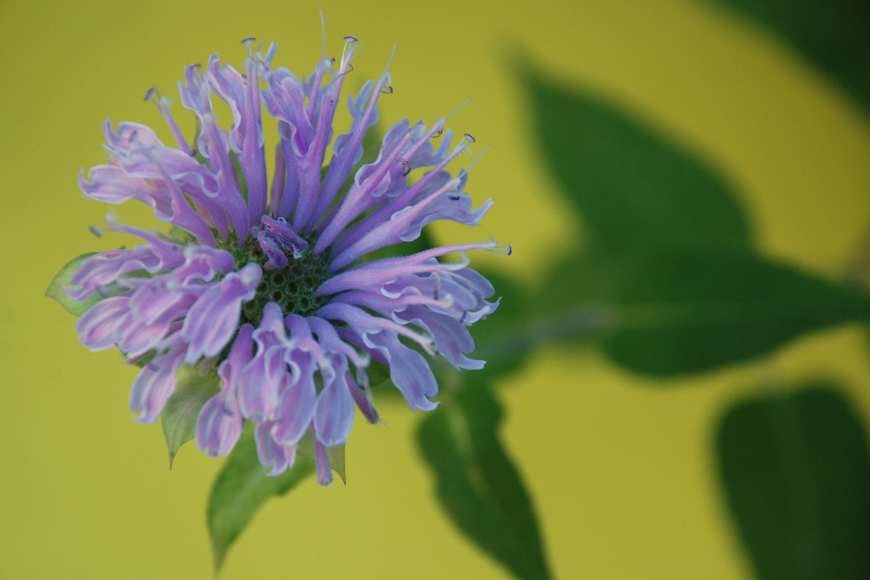 Single Bee Balm stem