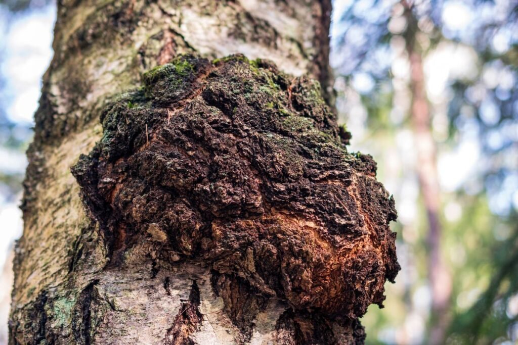 Chaga mushroom on the birch trunk