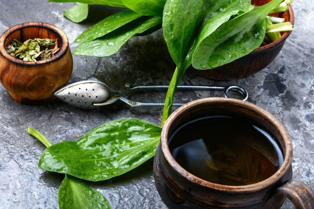 Plantain tea benefits from leaves