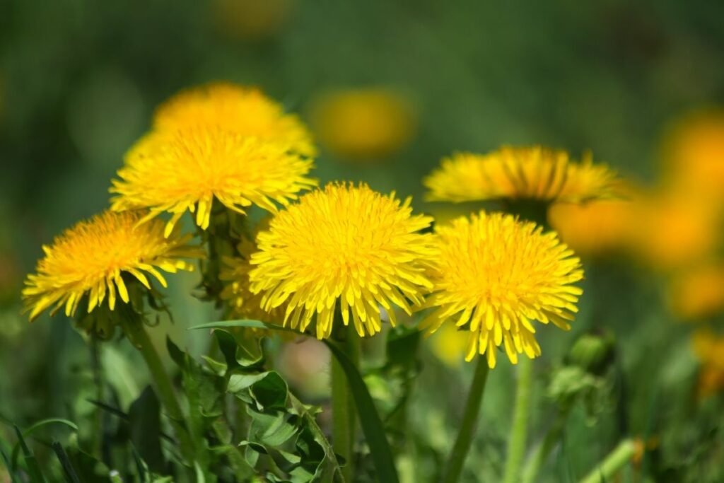 Dandelion flowers