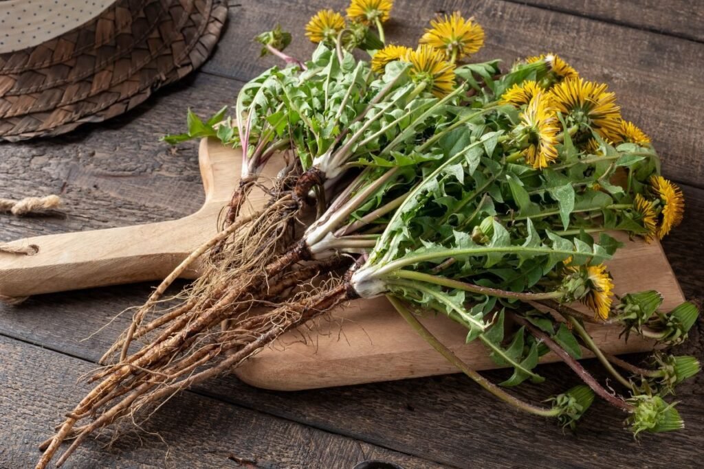 Dandelions