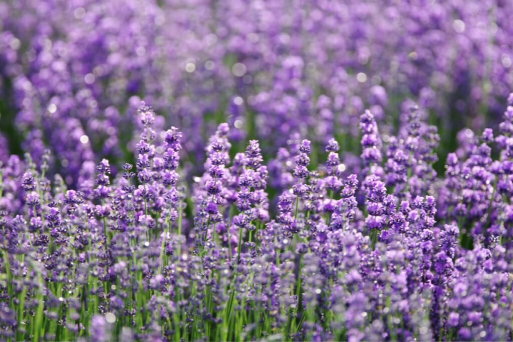 Lavender