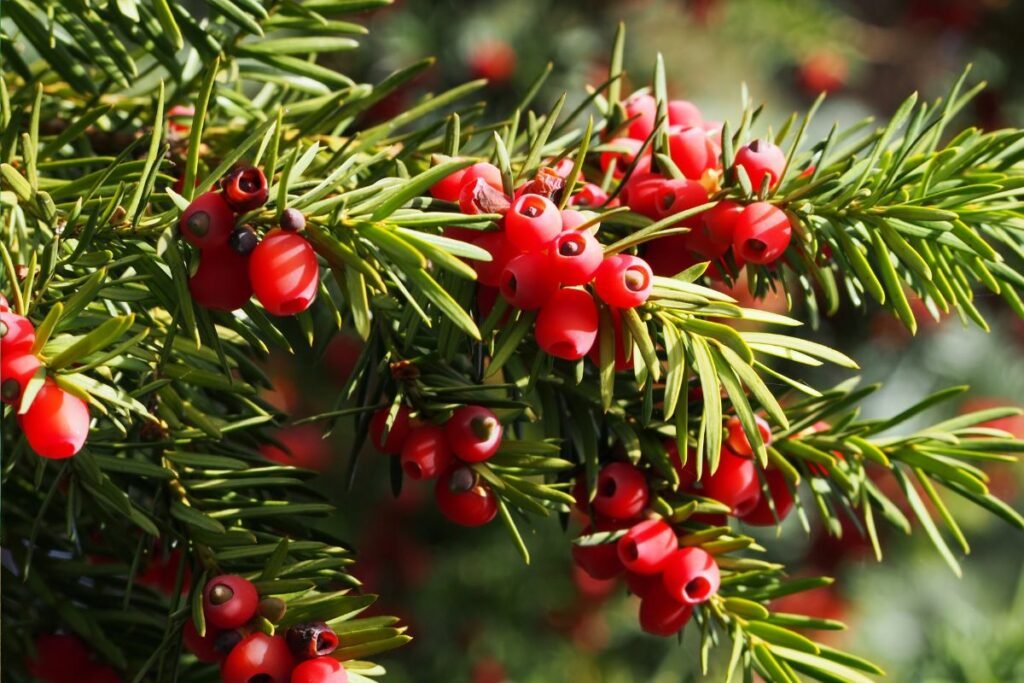 Yex berries, Conifer