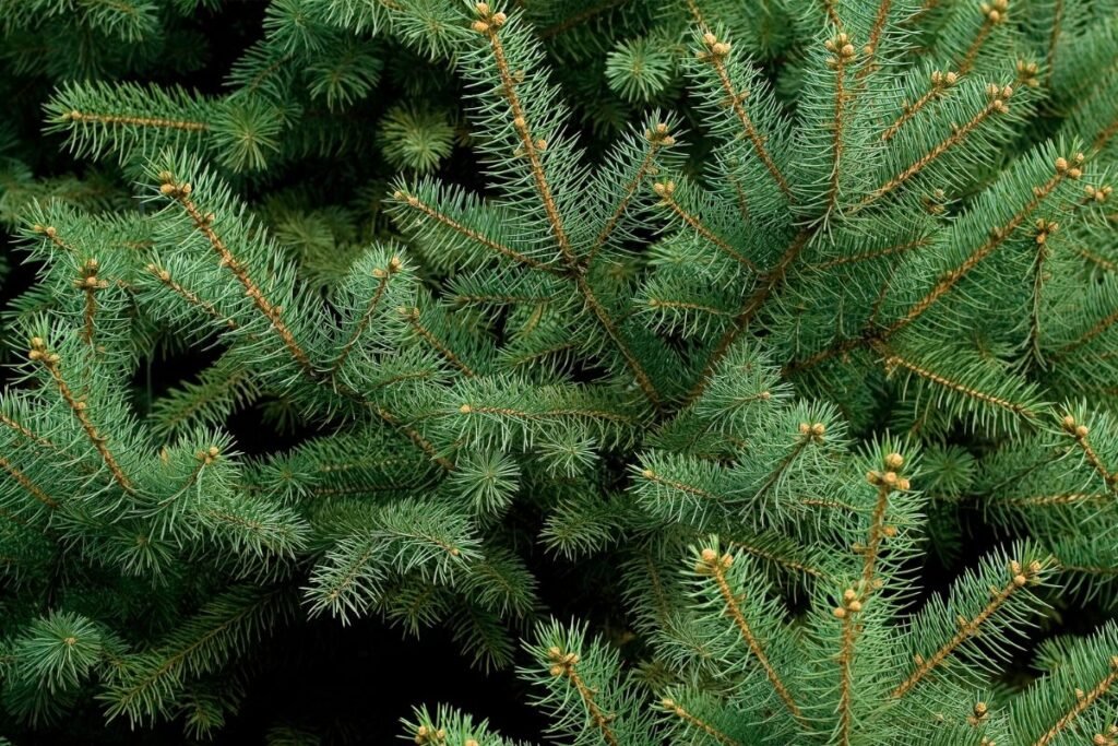 Conifer, spruce, fir