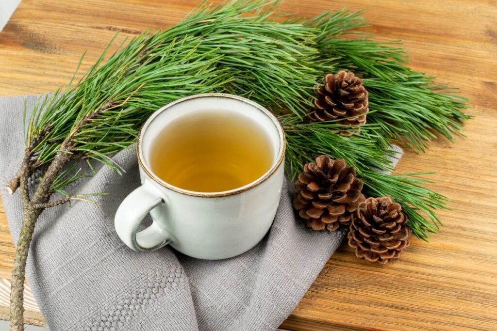 Conifer tea, pine tea