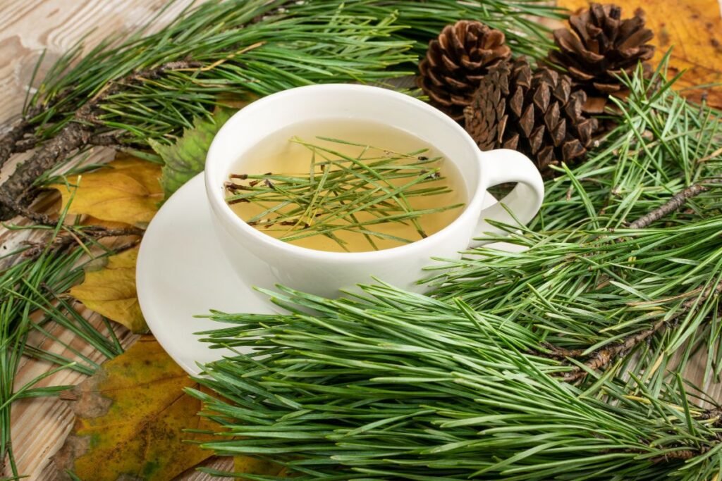 Conifer tea, pine needle tea