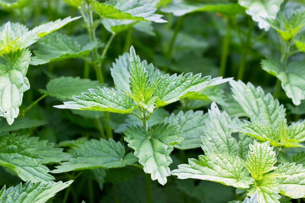 Nettle