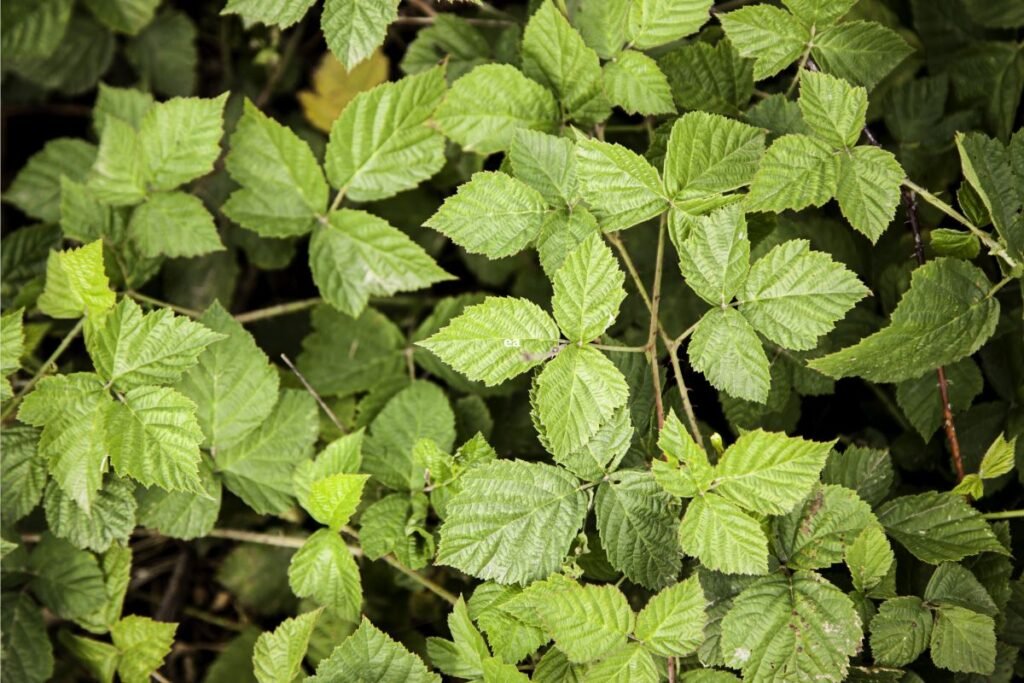 Blackberry Leaf Tea Benefits