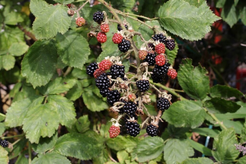 Blackberries - Blackberry Leaf Tea Benefits