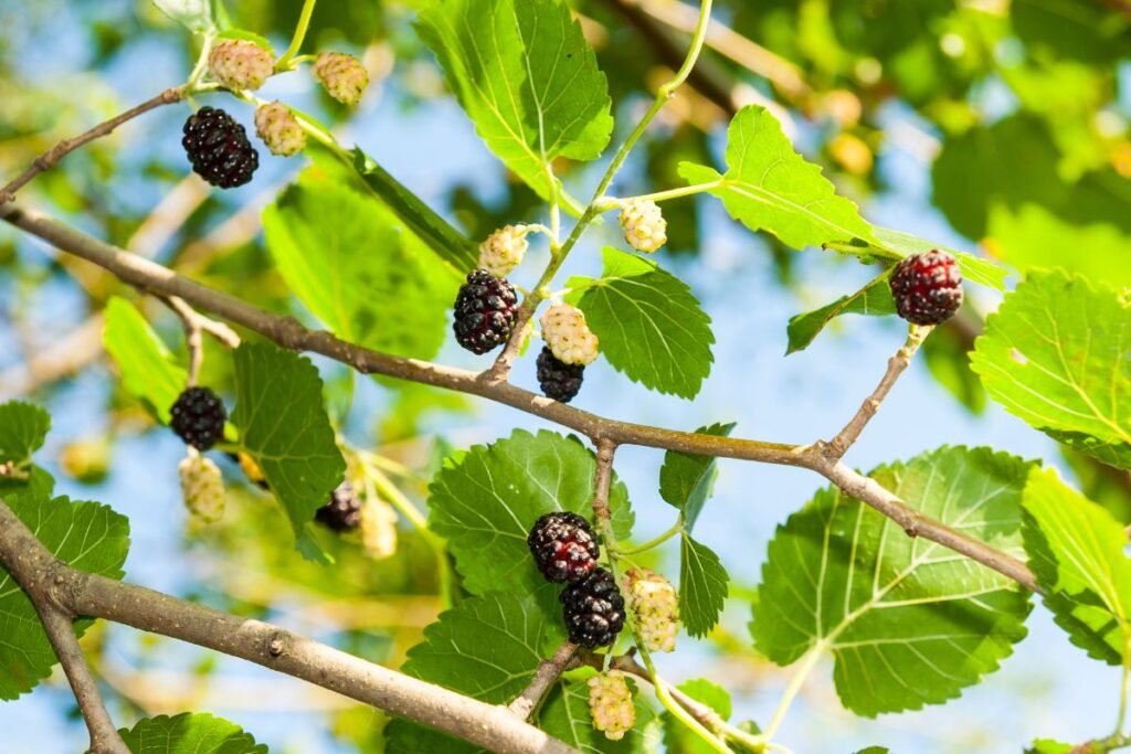 Mulberry plant with berries