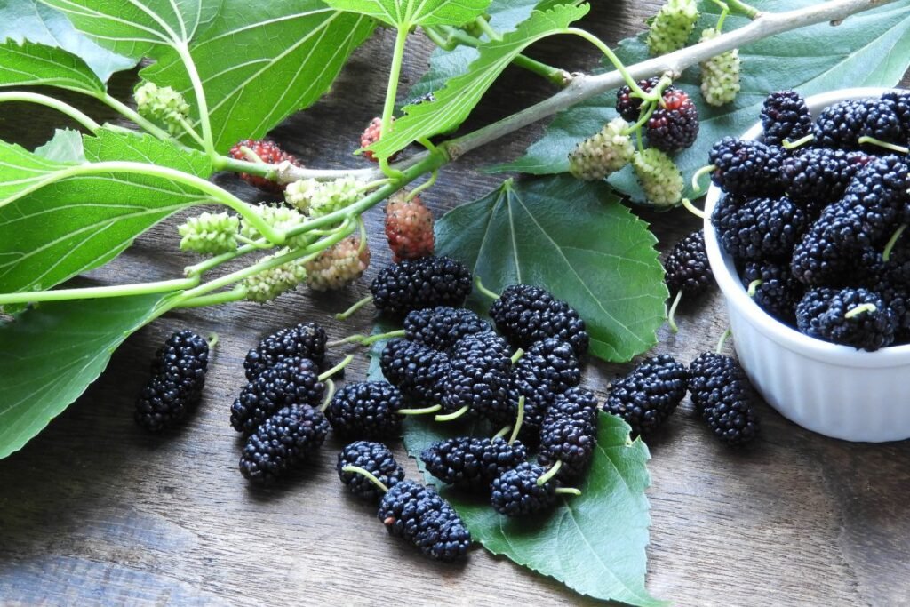 Mulberry berries