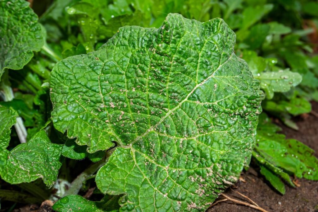 Burdock leaf