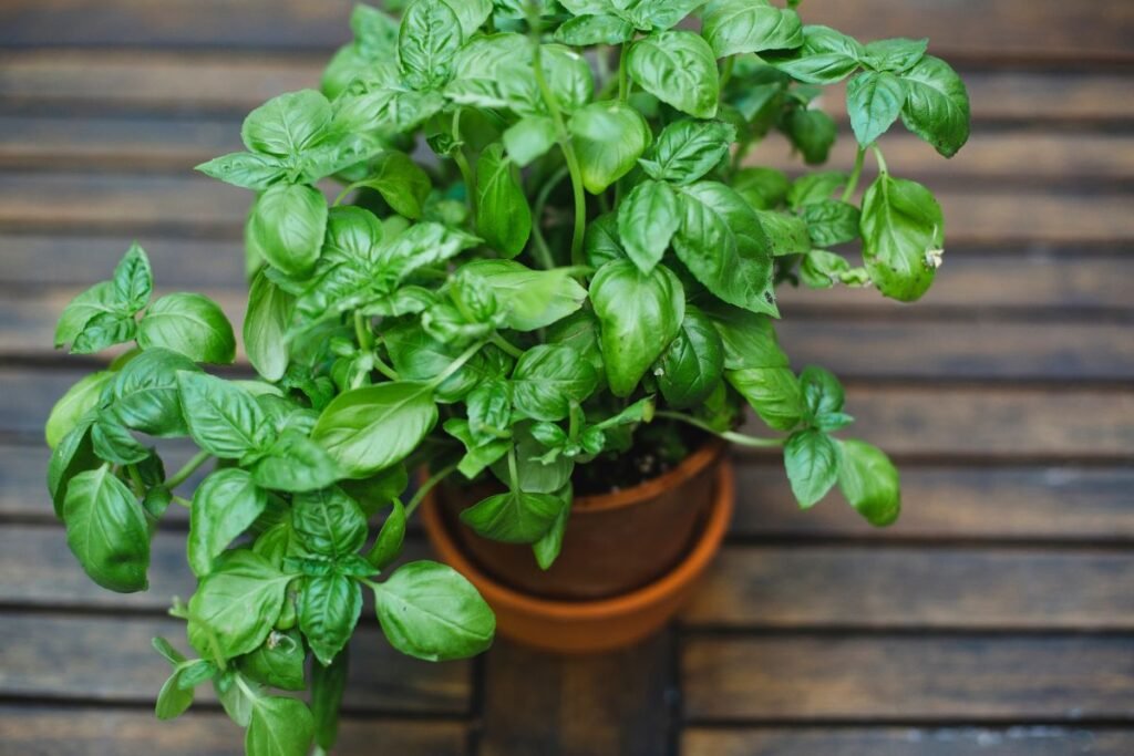 Basil plant