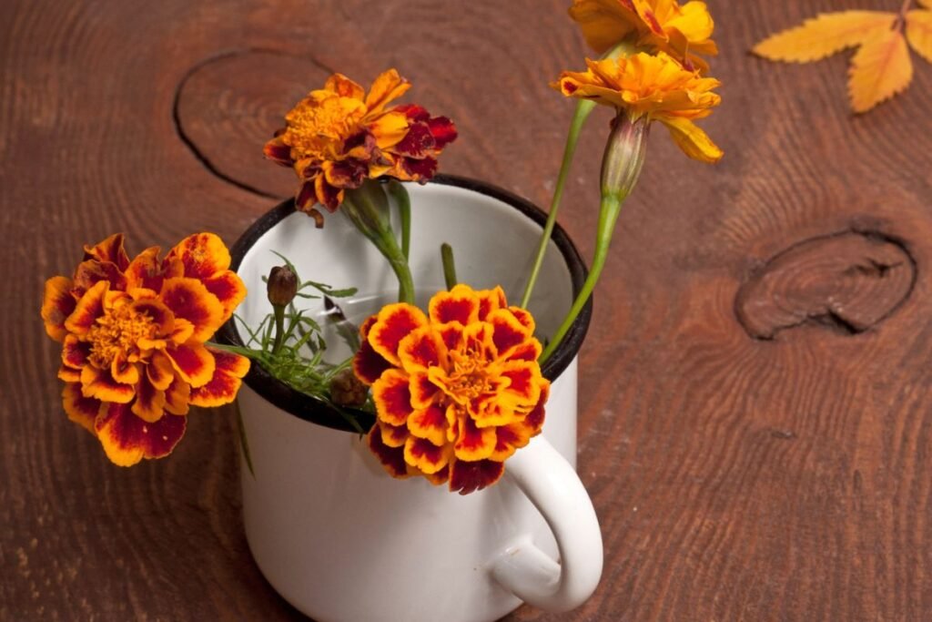 Marigold tea benefits