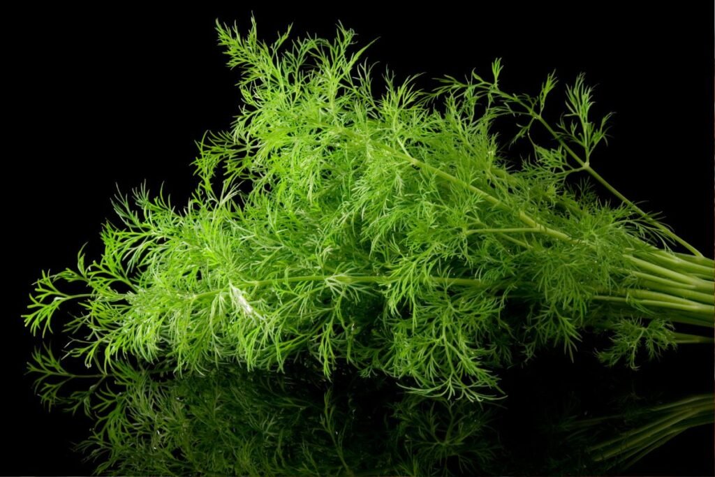 Dill leaves