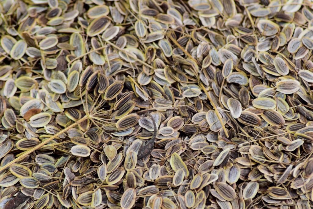 Dill seeds