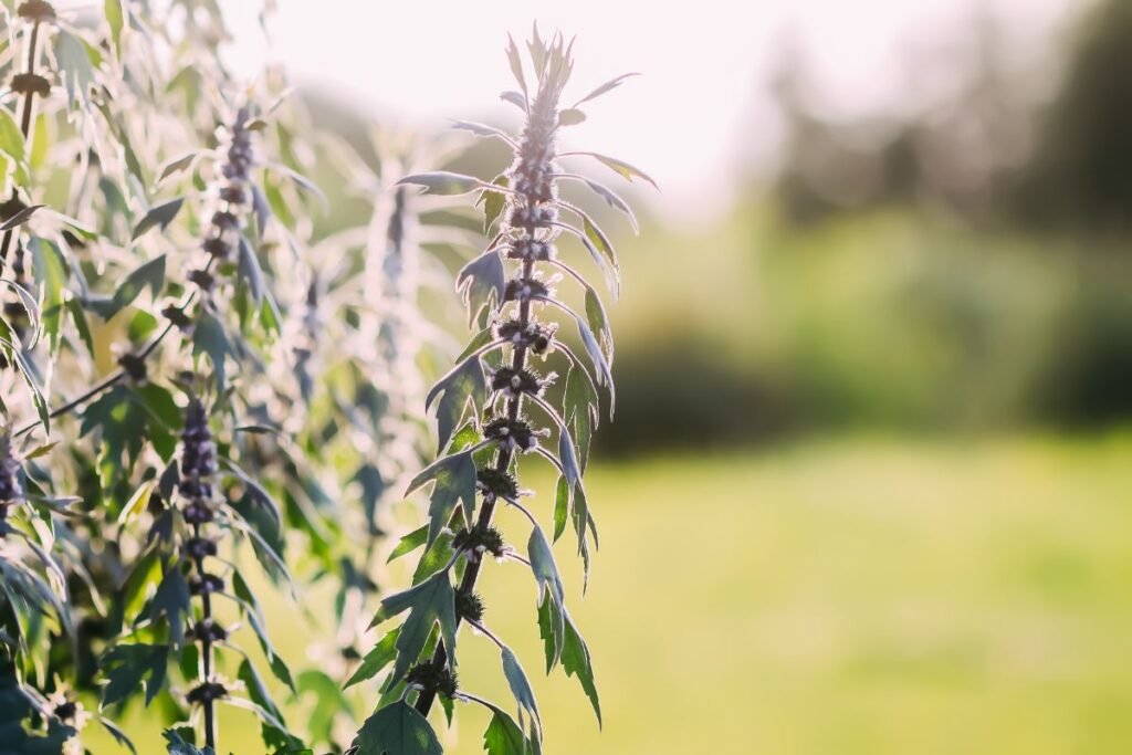 Motherwort plant