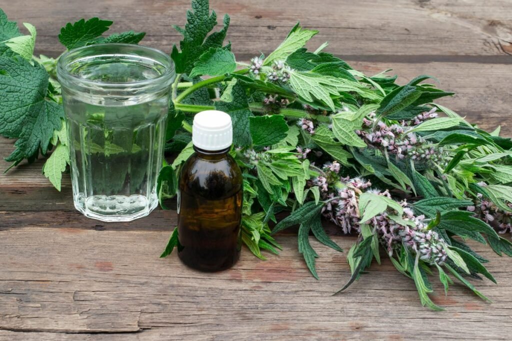 Motherwort tea benefits and tincture