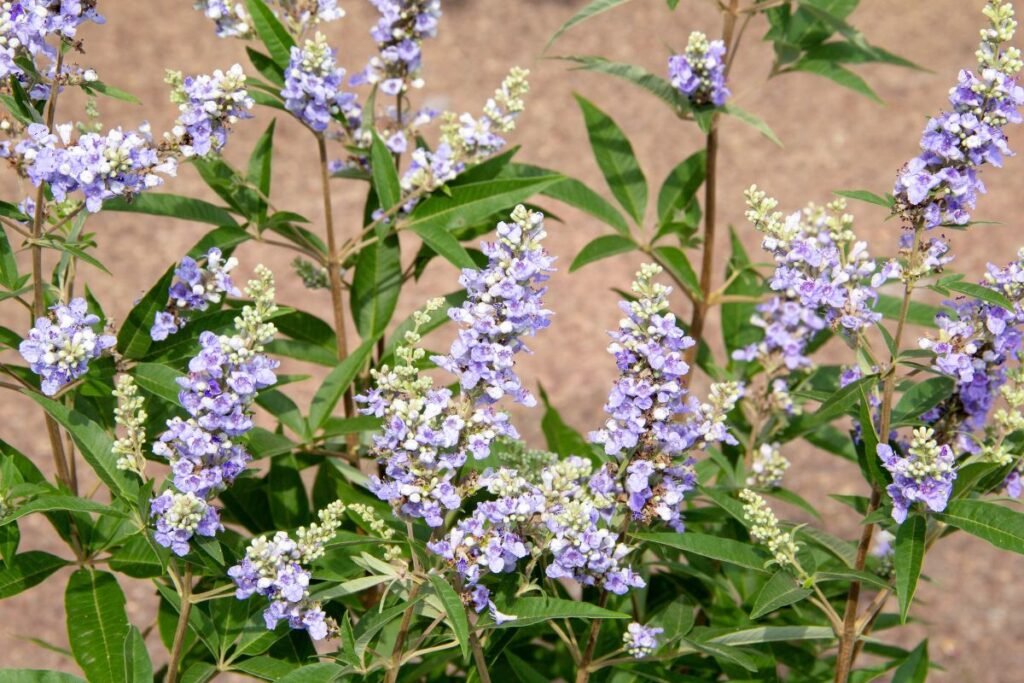 Vitex plant