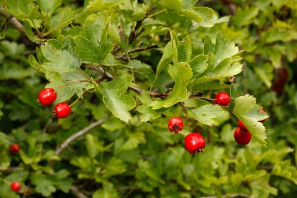 Hawthorn berries and leaves