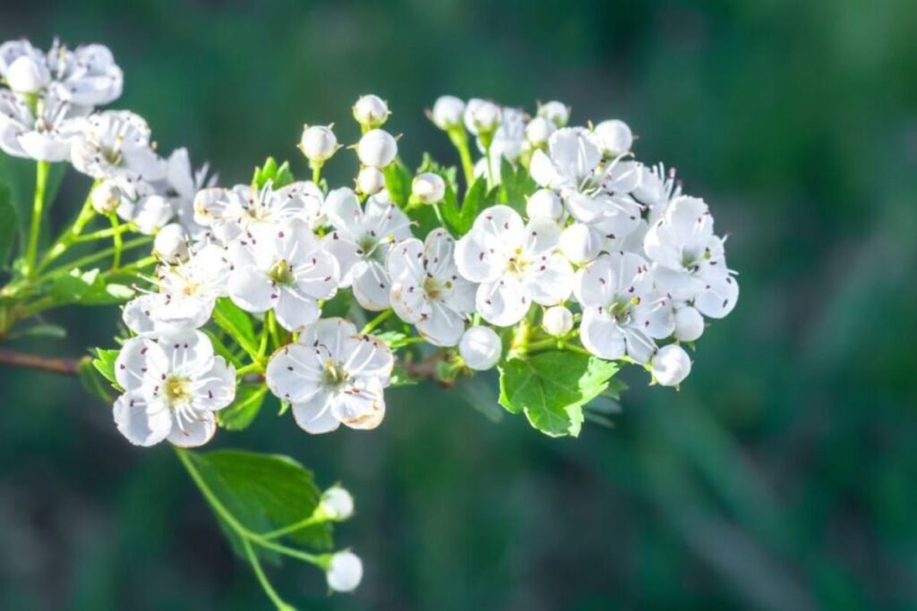 Hawthorn flowers