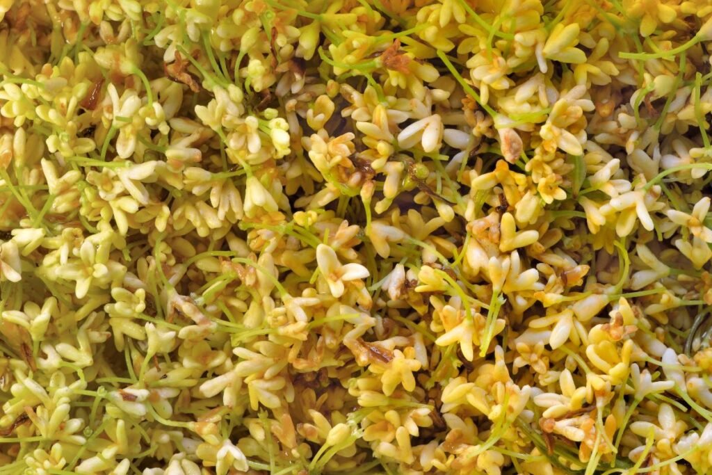 Osmanthus blossom tea 