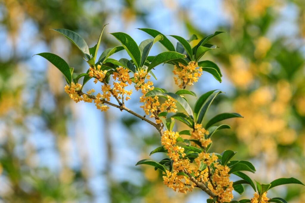 Osmanthus plant 