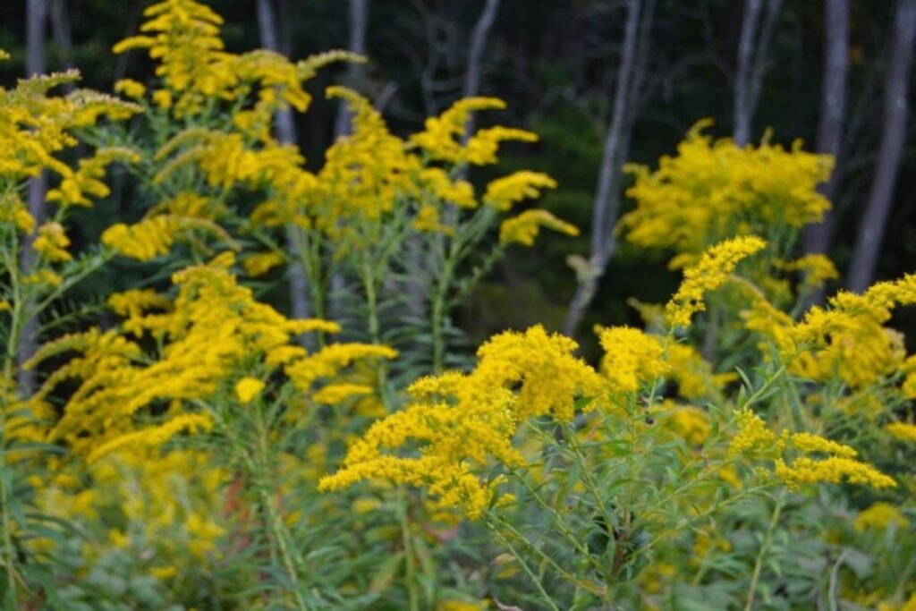 Goldenrod tea from flowers