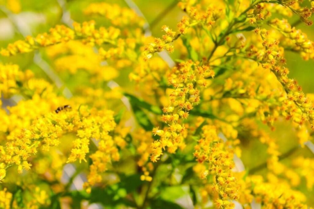 Goldenrod tea from flowers