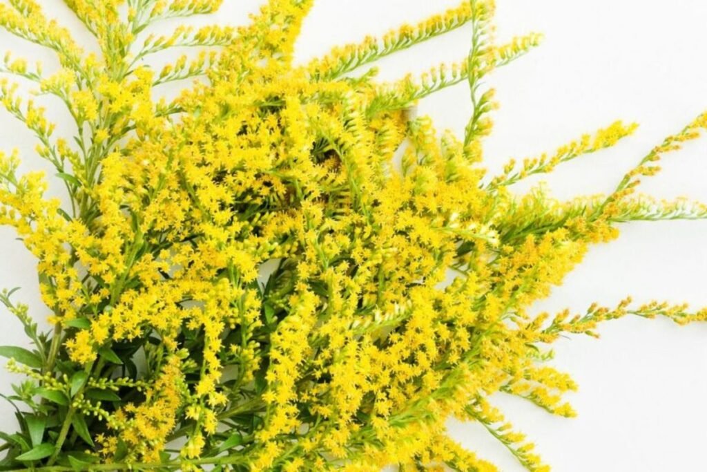 Goldenrod tea benefits or solidago tea