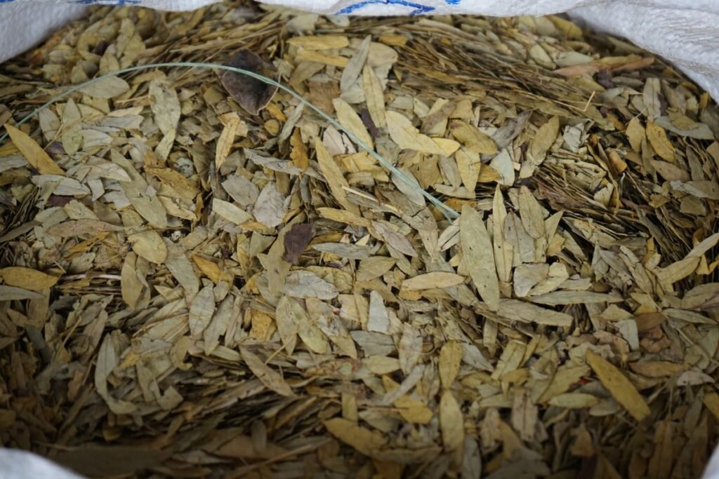 Senna leaf tea benefits and variations