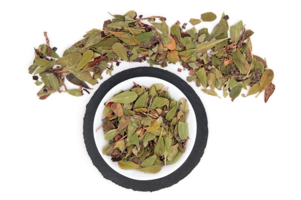 Uva Ursi tea