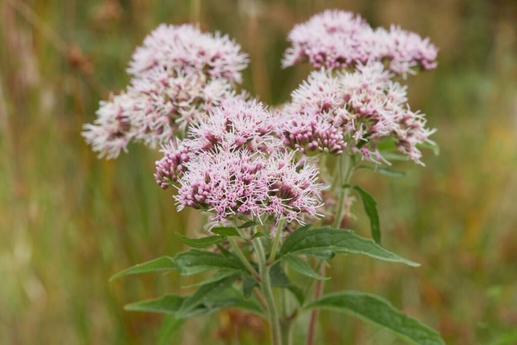 Valerian flowers