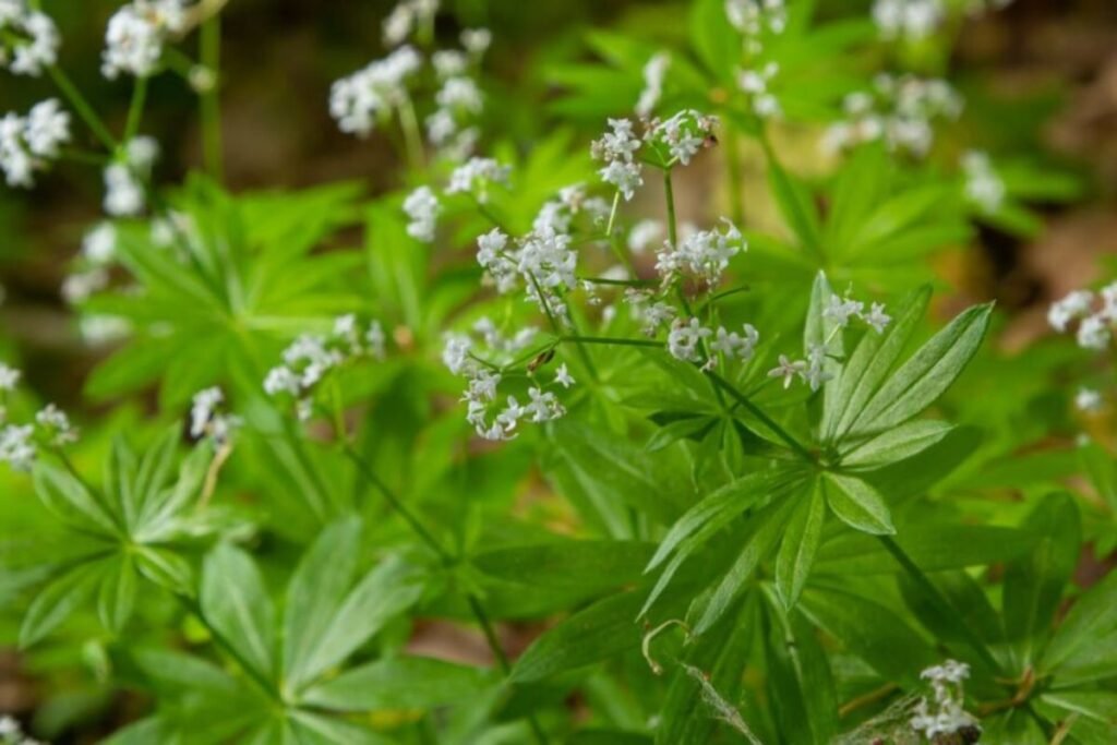 Sweet woodruff