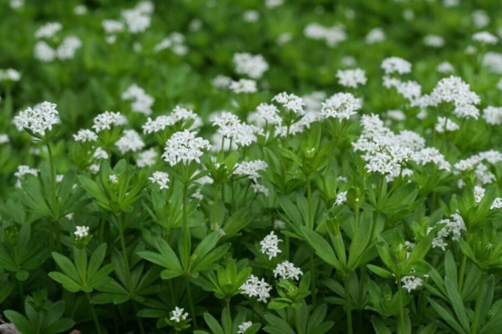 Sweet woodruff for tea