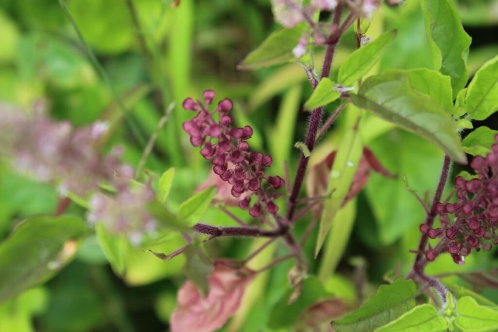 Holy basil or tulsi plant