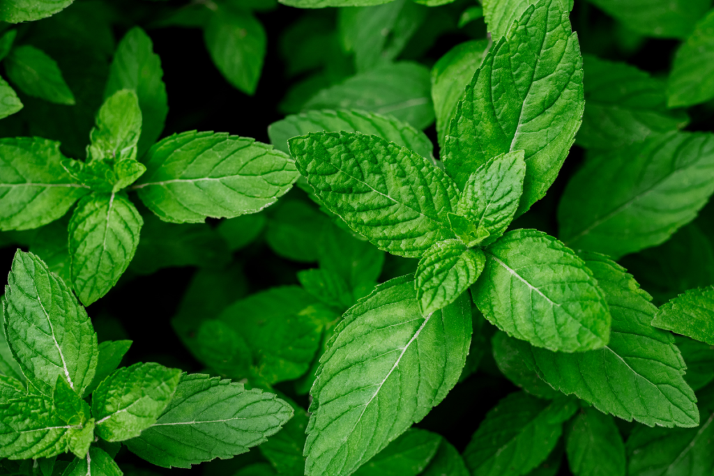 Nutritional Composition of Mint leaves