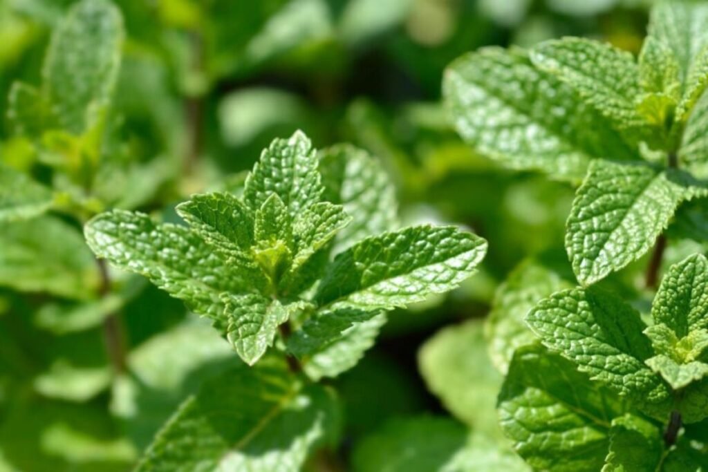 Spearmint springs and leaves for Spearmint tea