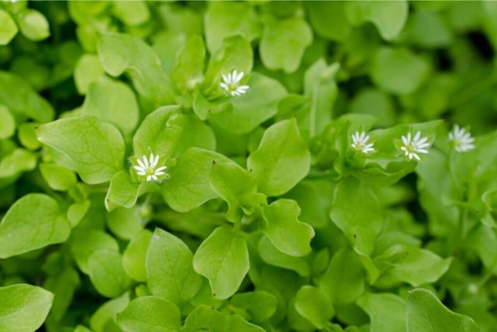 Chickweed herbs for tea