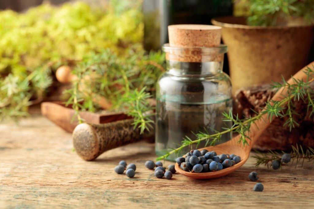 Juniper berry tea benefits