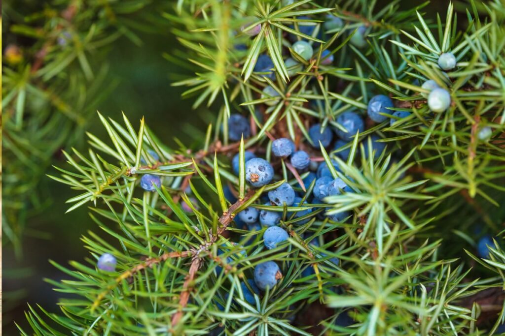 The material for juniper berry tea