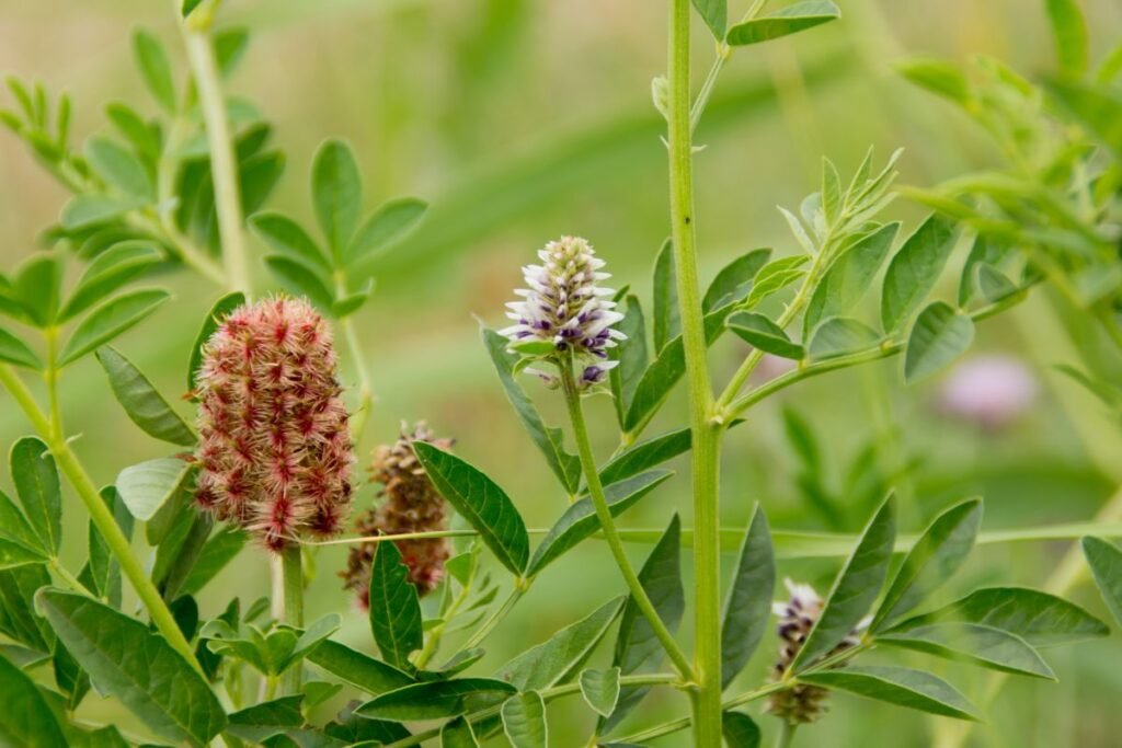 Licorice plant ,material for licorice root tea