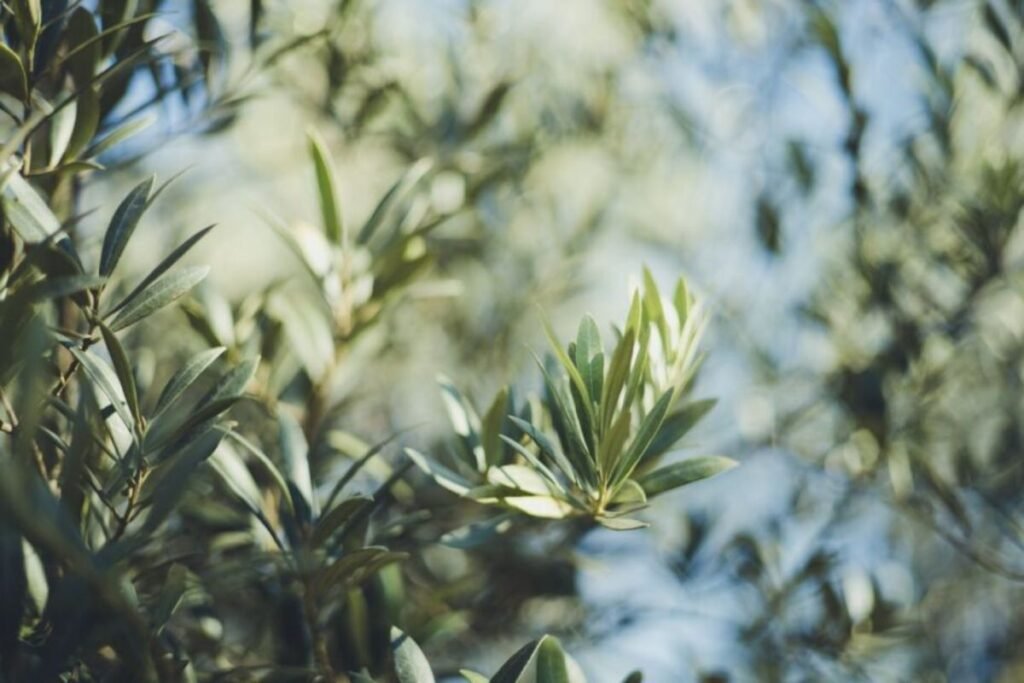 Olive trees is a source of olive leaf tea
