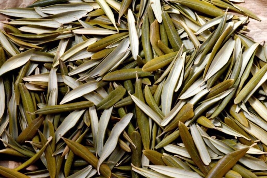 Harvesting Olive Leaves for Olive leaf tea